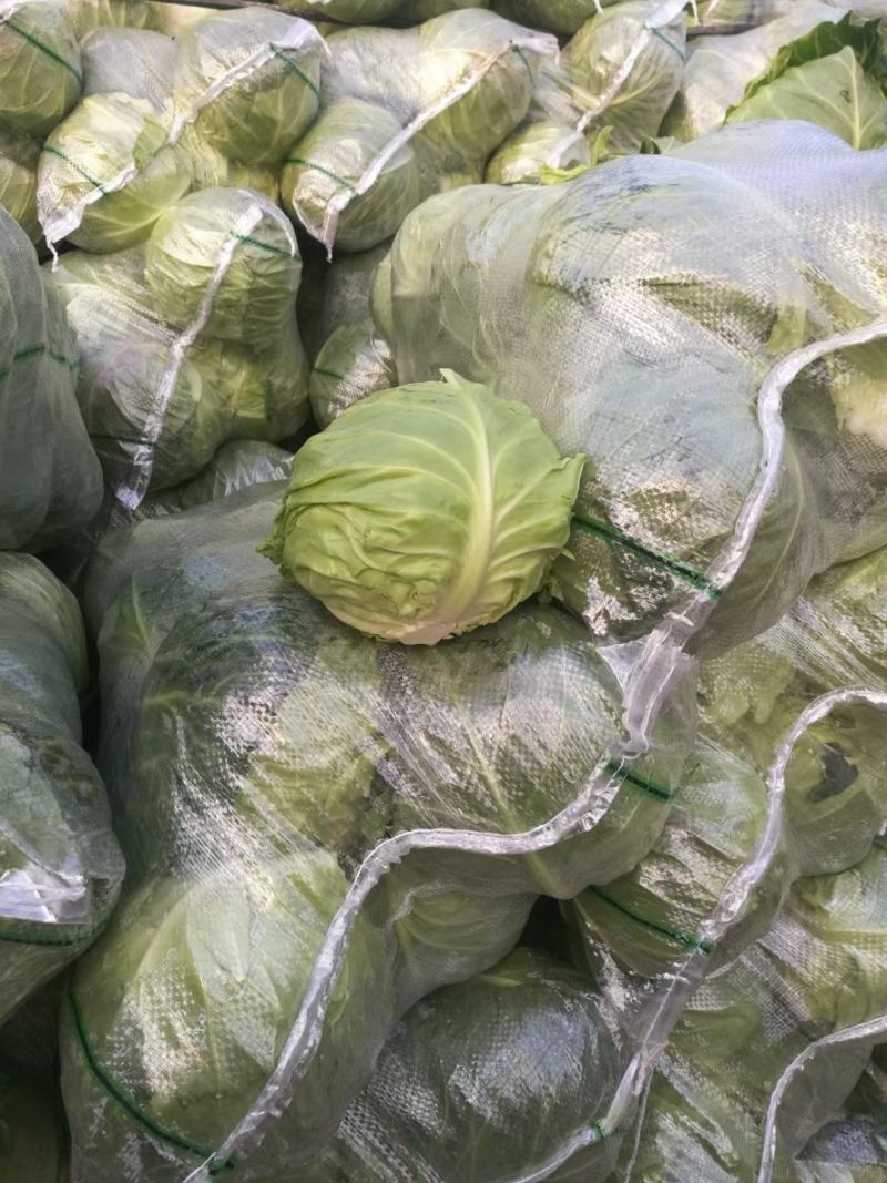 新鲜甘蓝菜（圆包菜）量大质优价廉，欢迎新老客户前来选购！