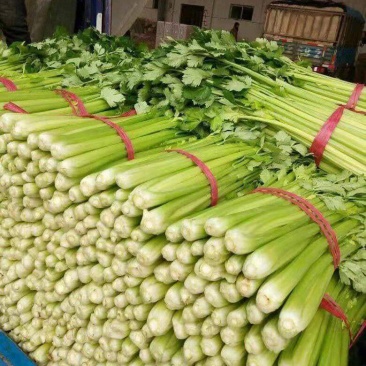 河北大棚芹菜大量上市质量好价格优欢迎各地客商前来选购考察