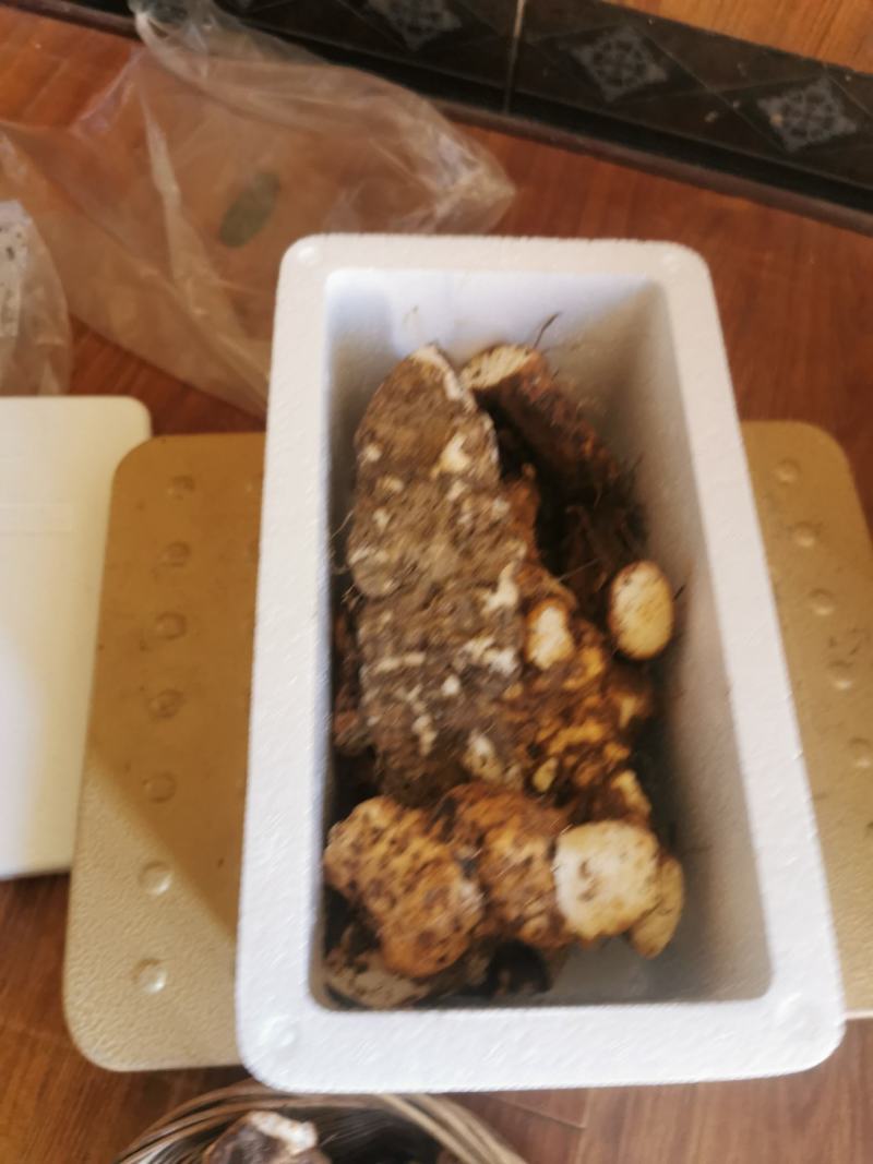 山药/野生山药/正宗野生山药/贵州高山野山药种子
