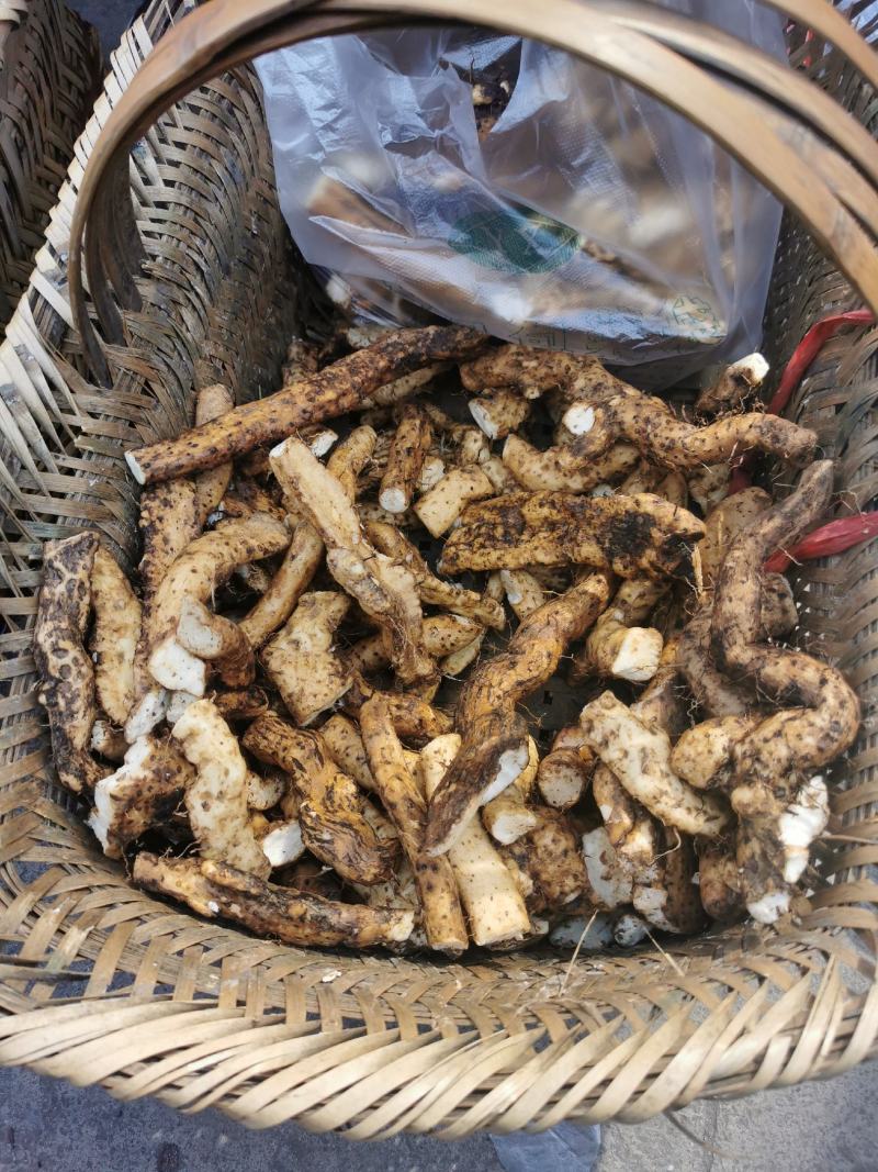 山药/野生山药/正宗野生山药/贵州高山野山药种子