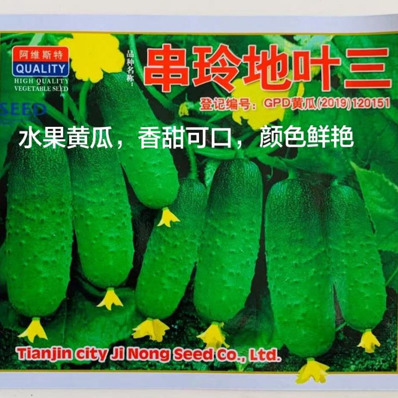 水果黄瓜种子早熟高产油亮瓜把短刺瘤少肉质脆嫩黄瓜种