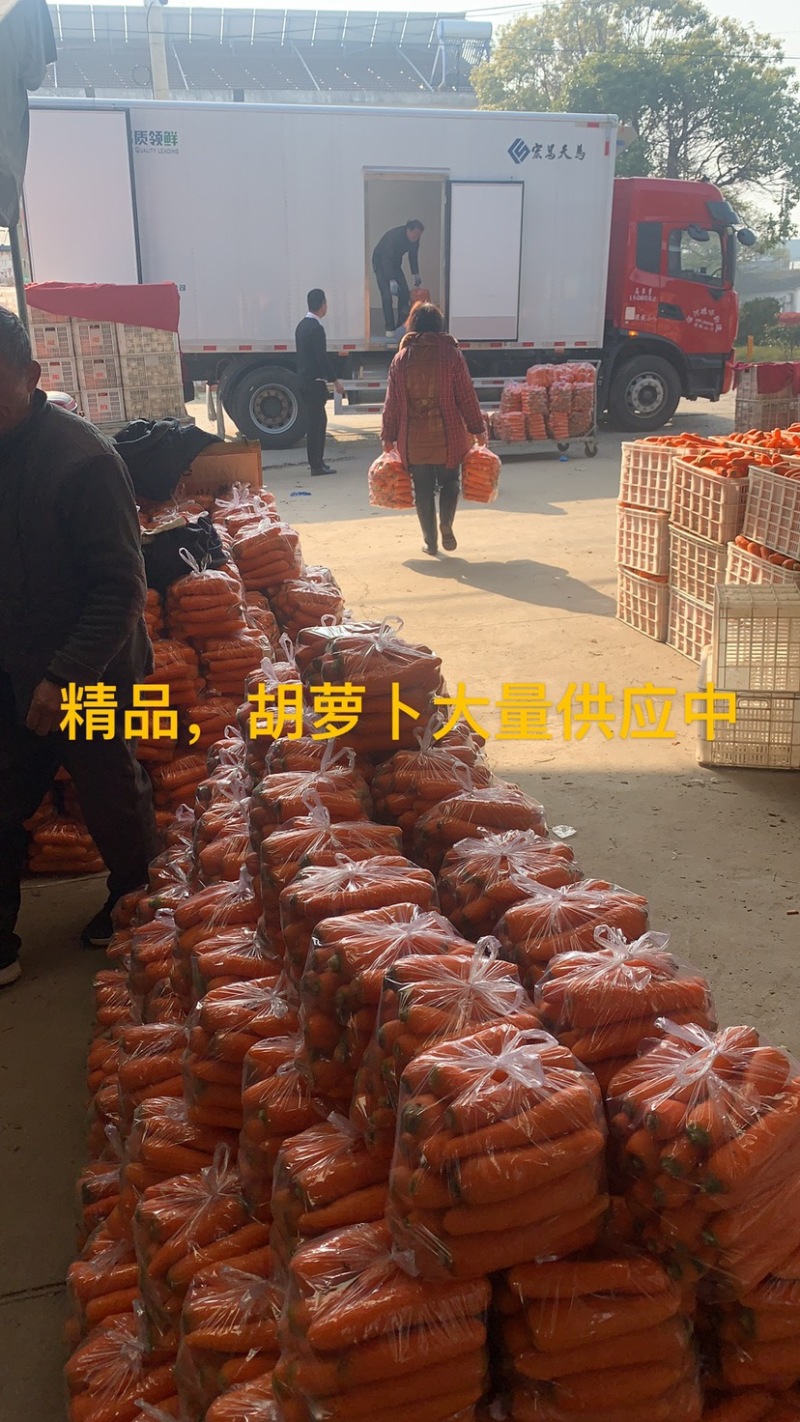 优质精品胡萝卜大量上市，欢迎新老客户前来选购，