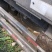 莴苣万亩基地，产地直销直发欢迎新老客户光临