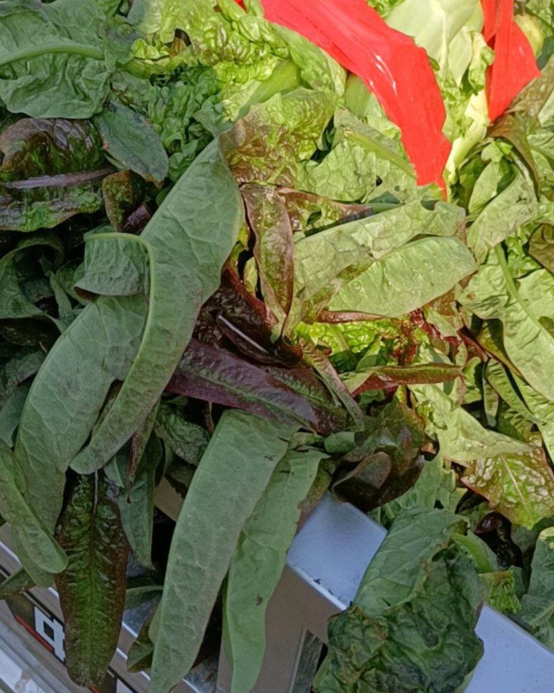 莴苣万亩基地，产地直销直发欢迎新老客户光临