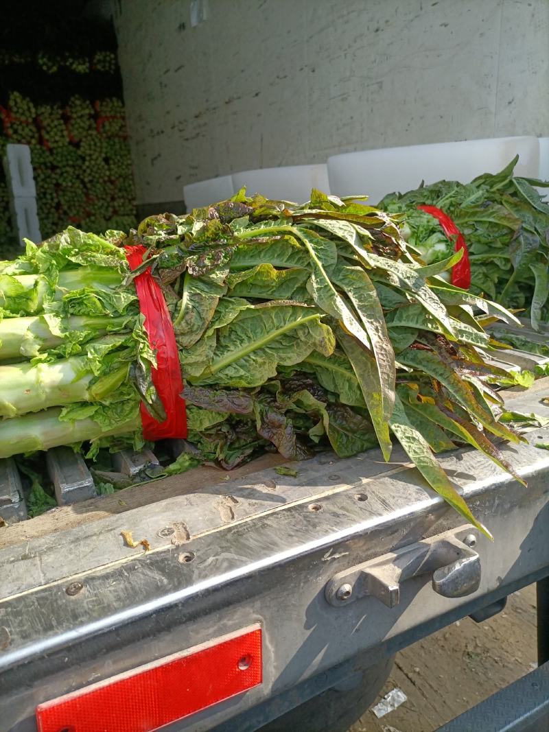 莴苣万亩基地，产地直销直发欢迎新老客户光临
