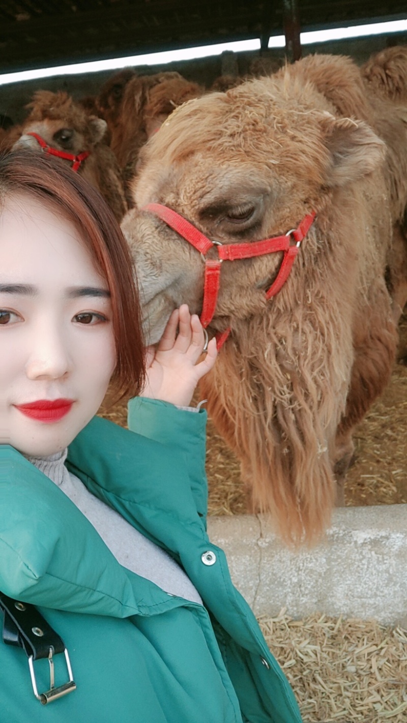 领航养殖场，常年大量出售观赏骆驼，骑乘骆驼欢迎各位老板
