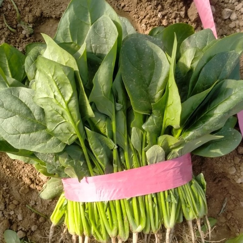 精品菠菜产地直供一手货源全国发货中