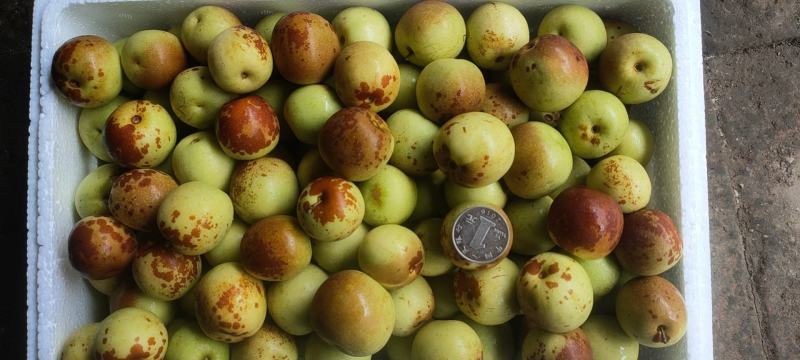 沾化冬枣