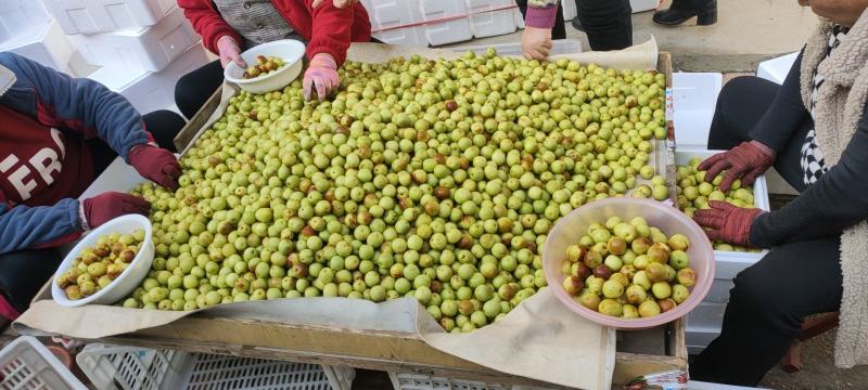 沾化冬枣