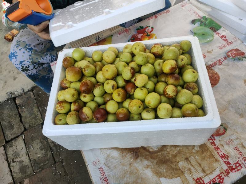 沾化冬枣