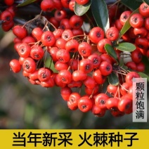 新采火棘种子火棘种籽林木树种沙棘围墙铁篱笆种子红刺木耐旱