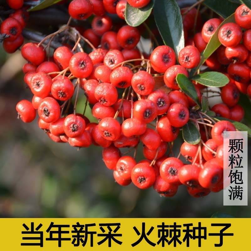 新采火棘种子火棘种籽林木树种沙棘围墙铁篱笆种子红刺木耐旱