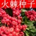 新采火棘种子火棘种籽林木树种沙棘围墙铁篱笆种子红刺木耐旱