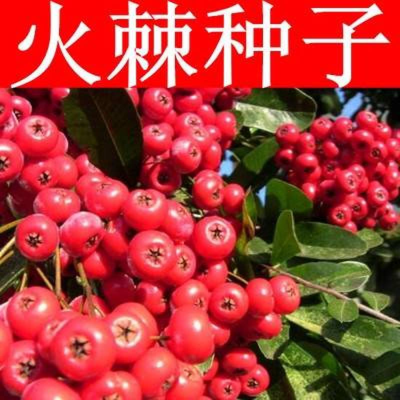 新采火棘种子火棘种籽林木树种沙棘围墙铁篱笆种子红刺木耐旱