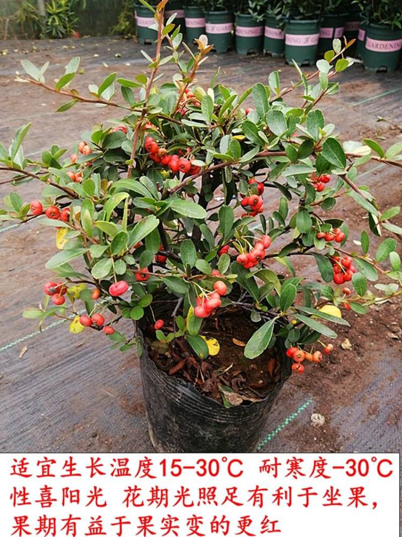 新采火棘种子火棘种籽林木树种沙棘围墙铁篱笆种子红刺木耐旱