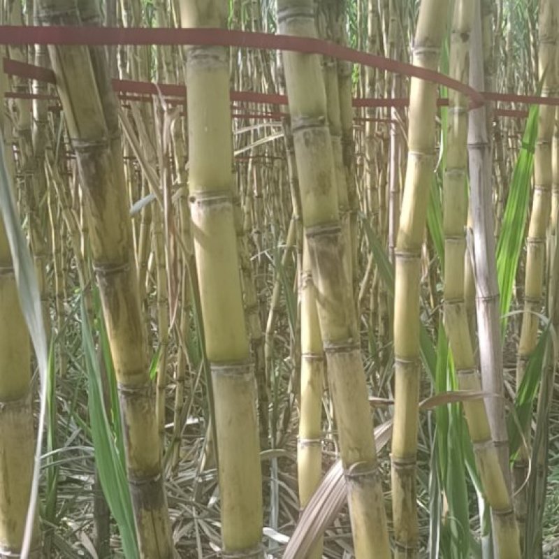 甘蔗大量上市