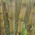 甘蔗大量上市