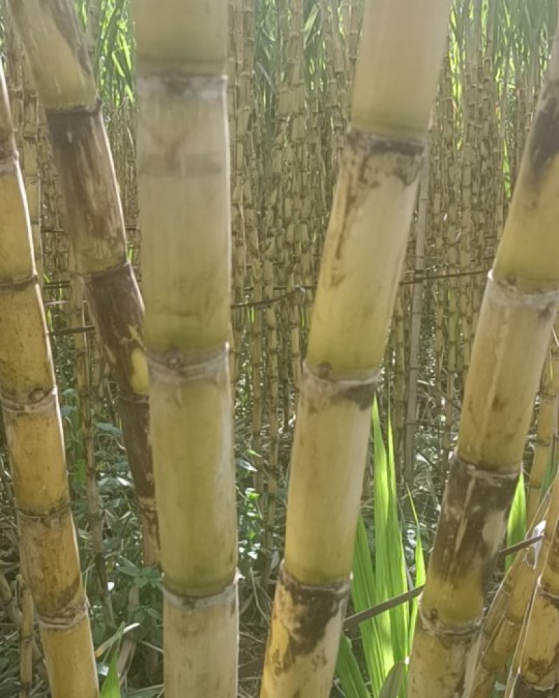 甘蔗大量上市