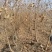 乌桕小苗沭阳基地直供无中间商欢迎新老客户光临考察