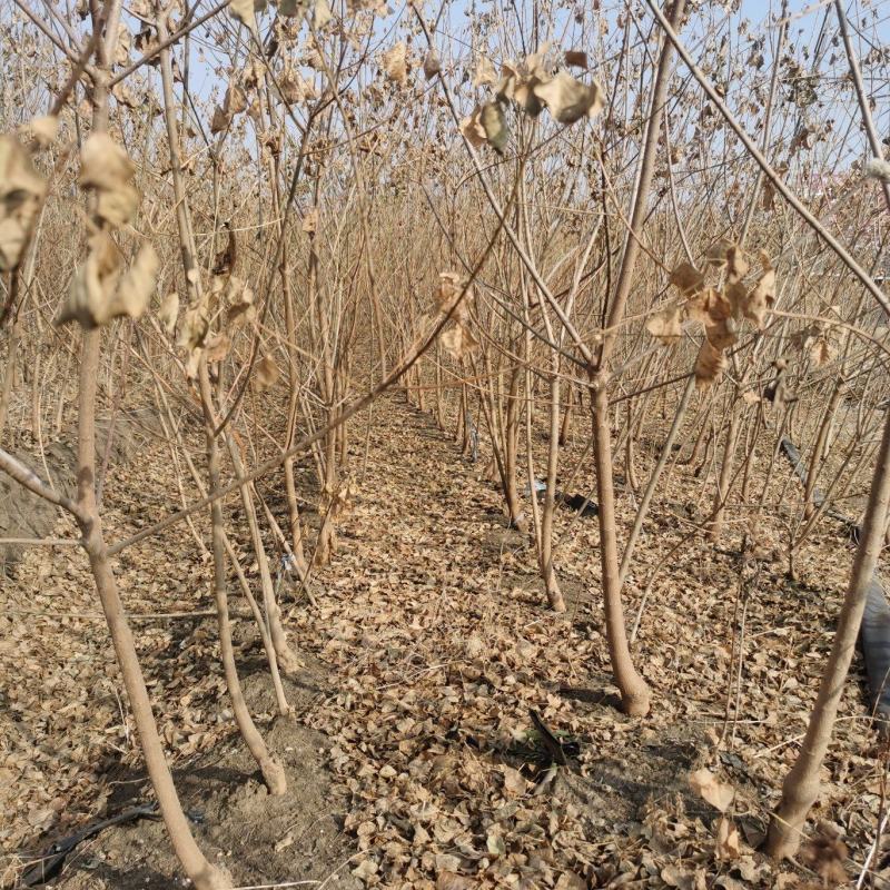乌桕小苗沭阳基地直供无中间商欢迎新老客户光临考察