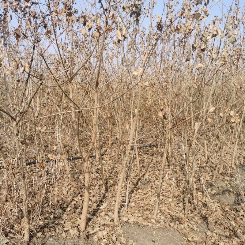 乌桕小苗沭阳基地直供无中间商欢迎新老客户光临考察