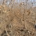 乌桕小苗沭阳基地直供无中间商欢迎新老客户光临考察