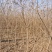 乌桕小苗沭阳基地直供无中间商欢迎新老客户光临考察