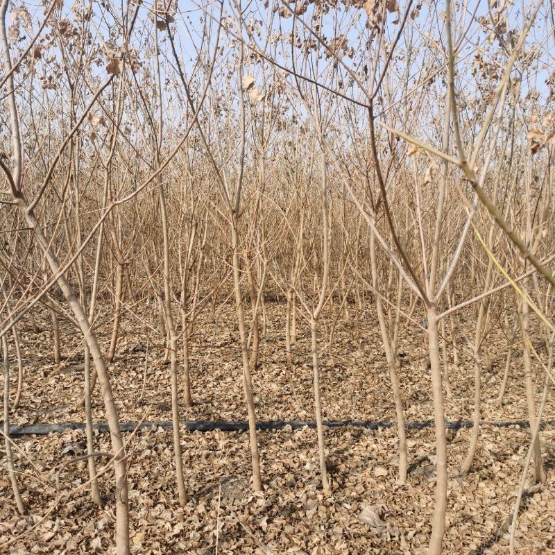 乌桕小苗沭阳基地直供无中间商欢迎新老客户光临考察