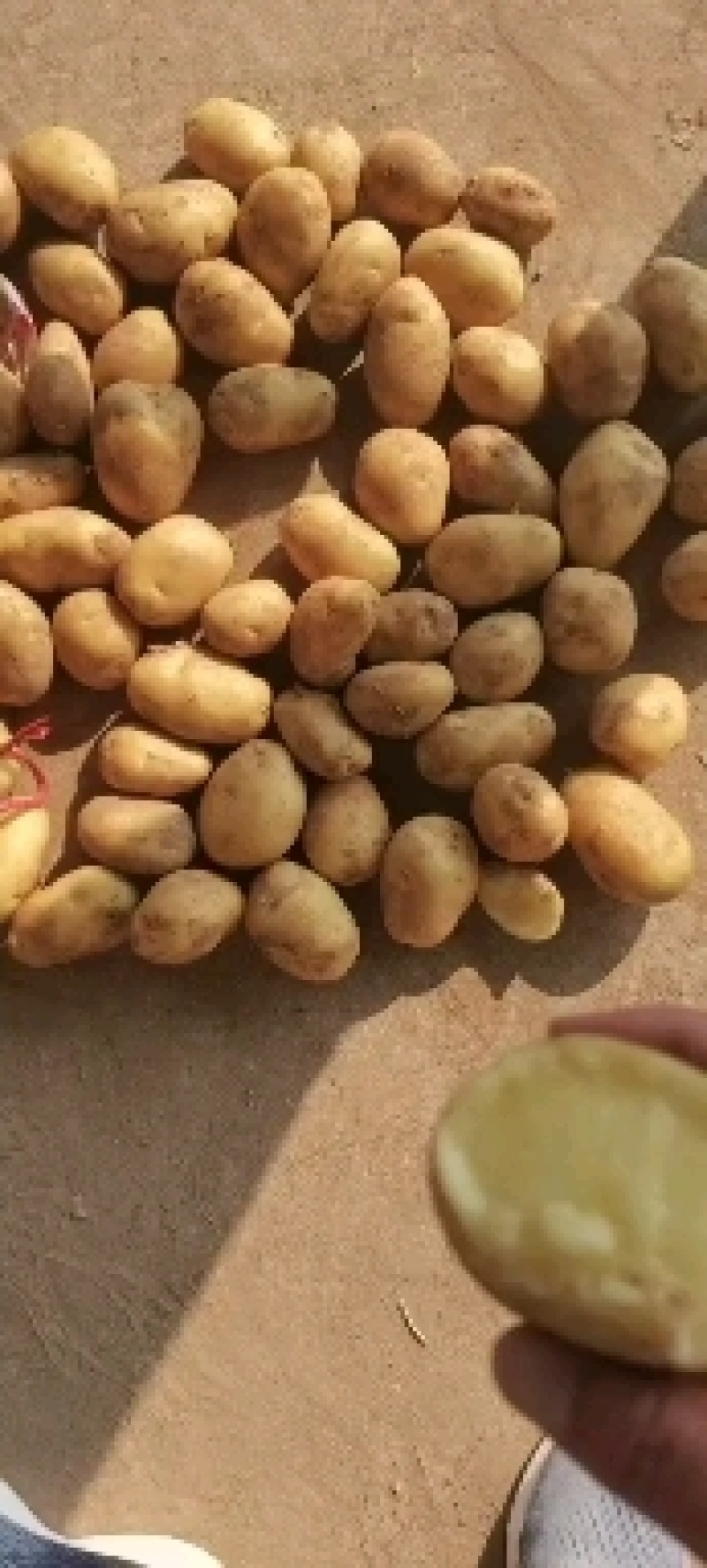 出口，电商，超市，食堂，市场，加工厂，做种子
