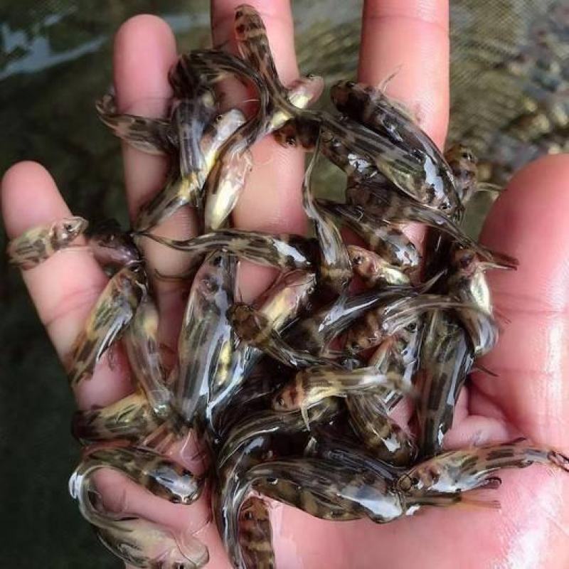 黄颡鱼苗各种各样规格寸苗，水花苗大量出售