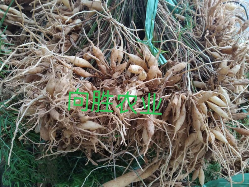 天冬苗（天门冬）种苗基地现货（量大价可谈）