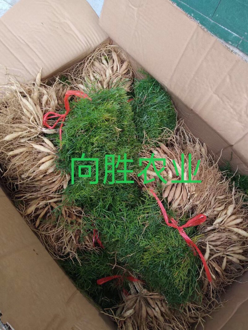 天冬苗（天门冬）种苗基地现货（量大价可谈）