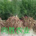 天冬苗（天门冬）种苗基地现货（量大价可谈）
