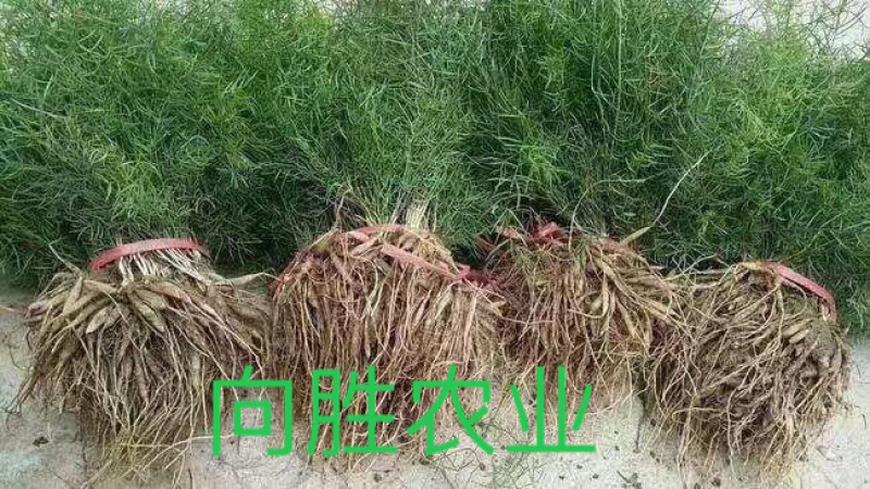 天冬苗（天门冬）种苗基地现货（量大价可谈）