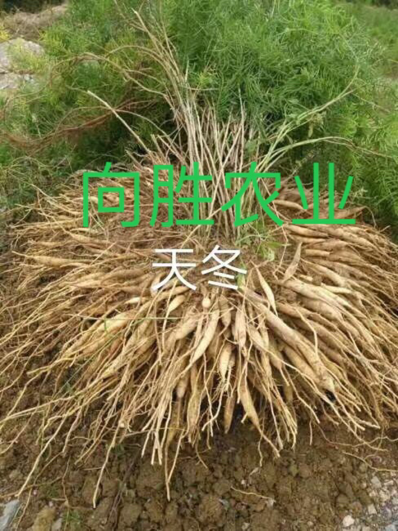 天冬苗（天门冬）种苗基地现货（量大价可谈）