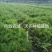 天冬苗（天门冬）种苗基地现货（量大价可谈）