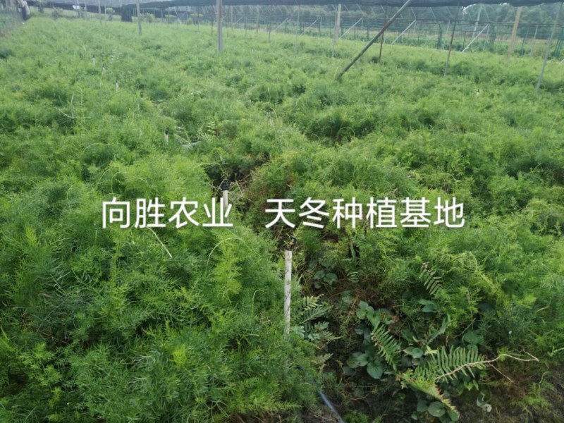 天冬苗（天门冬）种苗基地现货（量大价可谈）