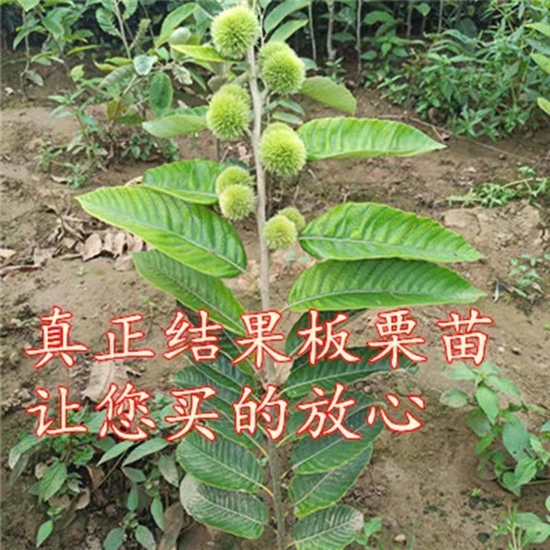 板栗树苗嫁接苗盆栽地栽南北方种植当年结果的果树苗