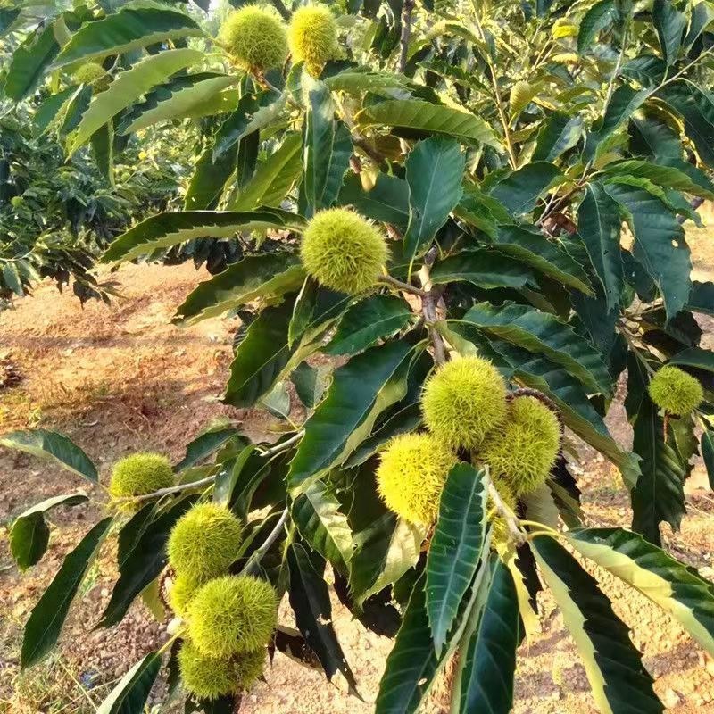 板栗树苗嫁接苗盆栽地栽南北方种植当年结果的果树苗