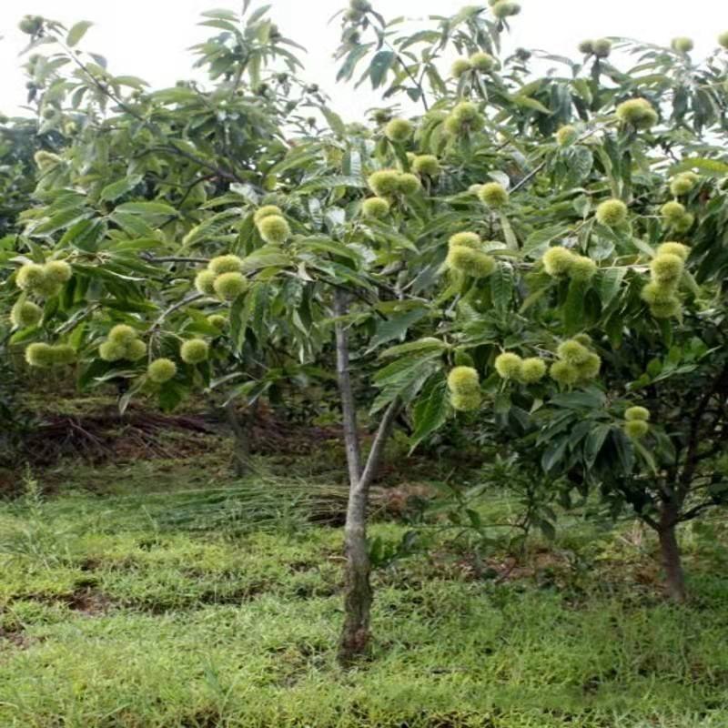 板栗树苗嫁接苗盆栽地栽南北方种植当年结果的果树苗