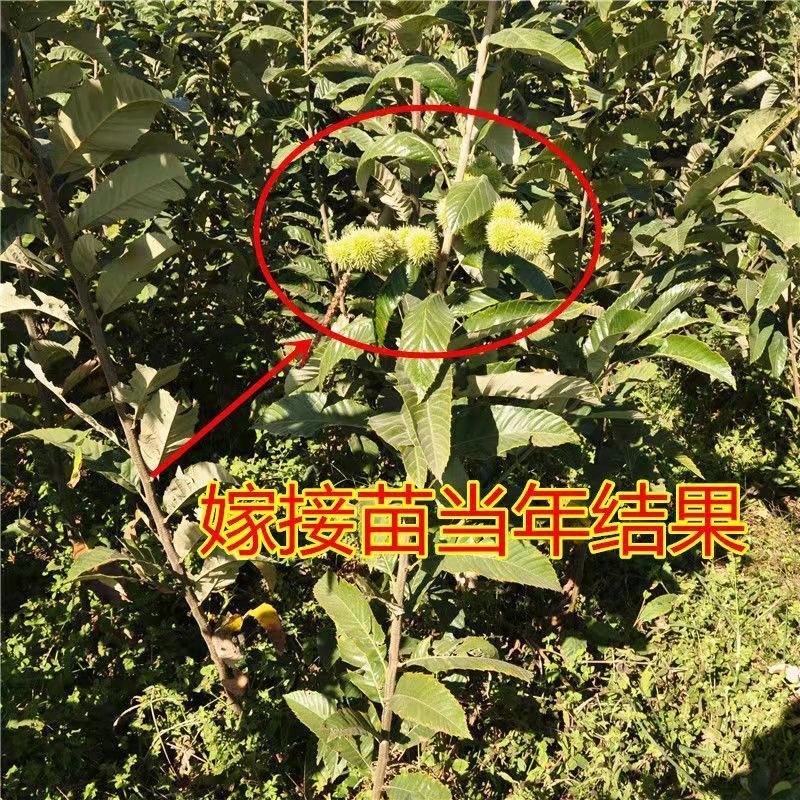 锥栗苗板栗树苗盆栽地栽南北方种植当年结果树苗栗子苗