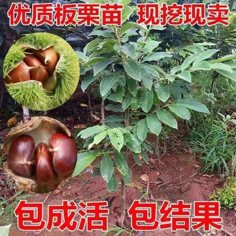 锥栗苗板栗树苗盆栽地栽南北方种植当年结果树苗栗子苗