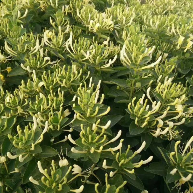 金银花苗木河北巨鹿巨花一号四季树型金银花苗