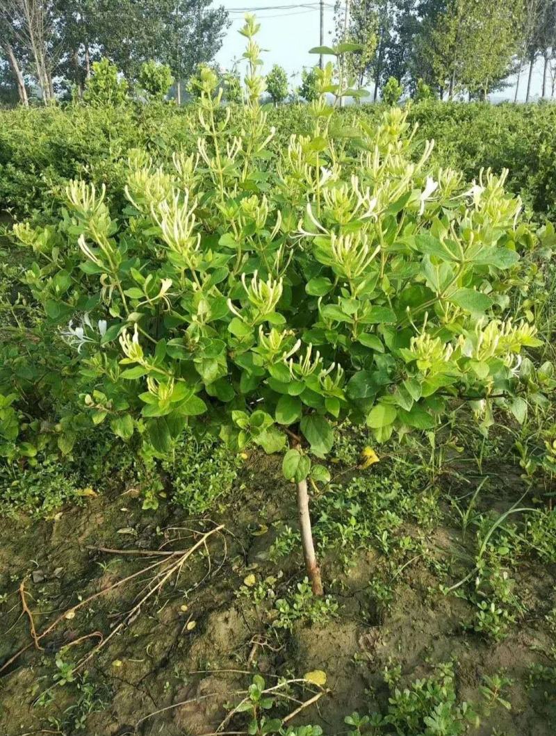金银花苗木河北巨鹿巨花一号四季树型金银花苗