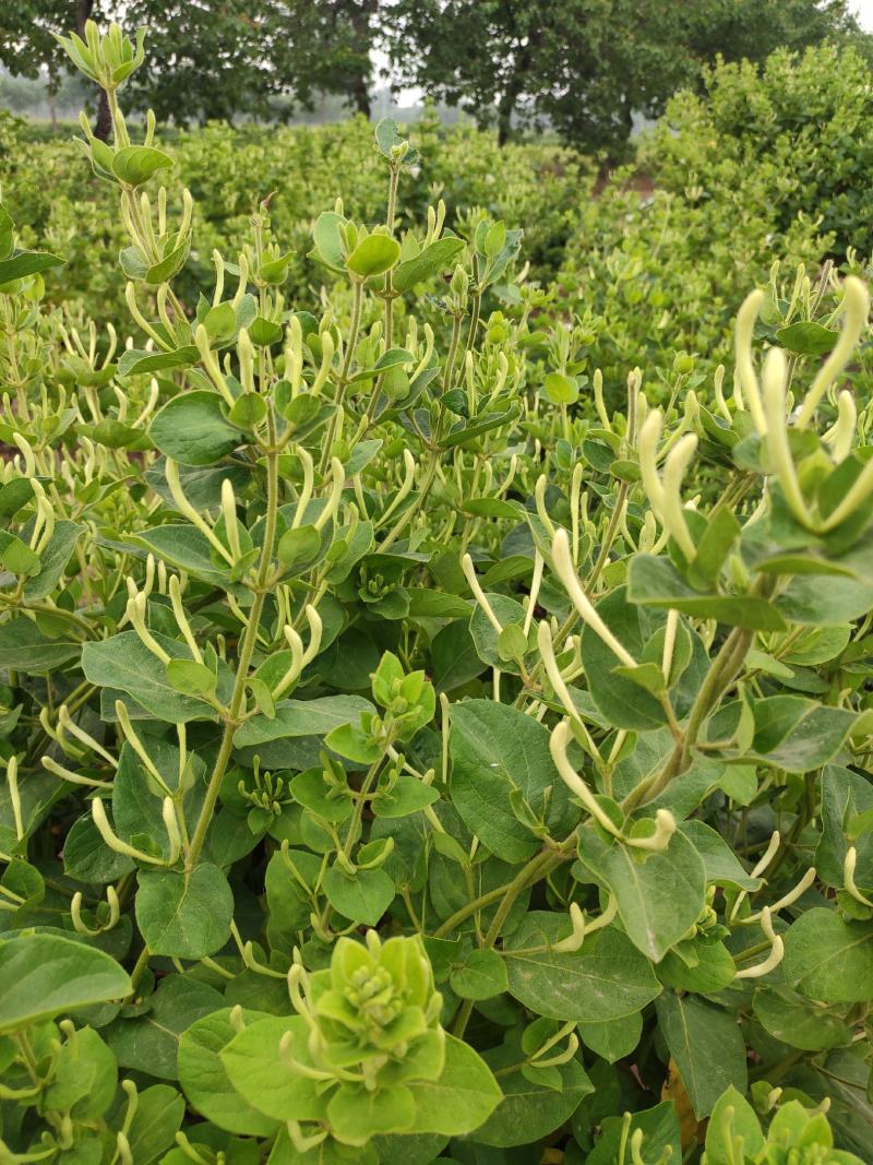 金银花苗木河北巨鹿巨花一号四季树型金银花苗
