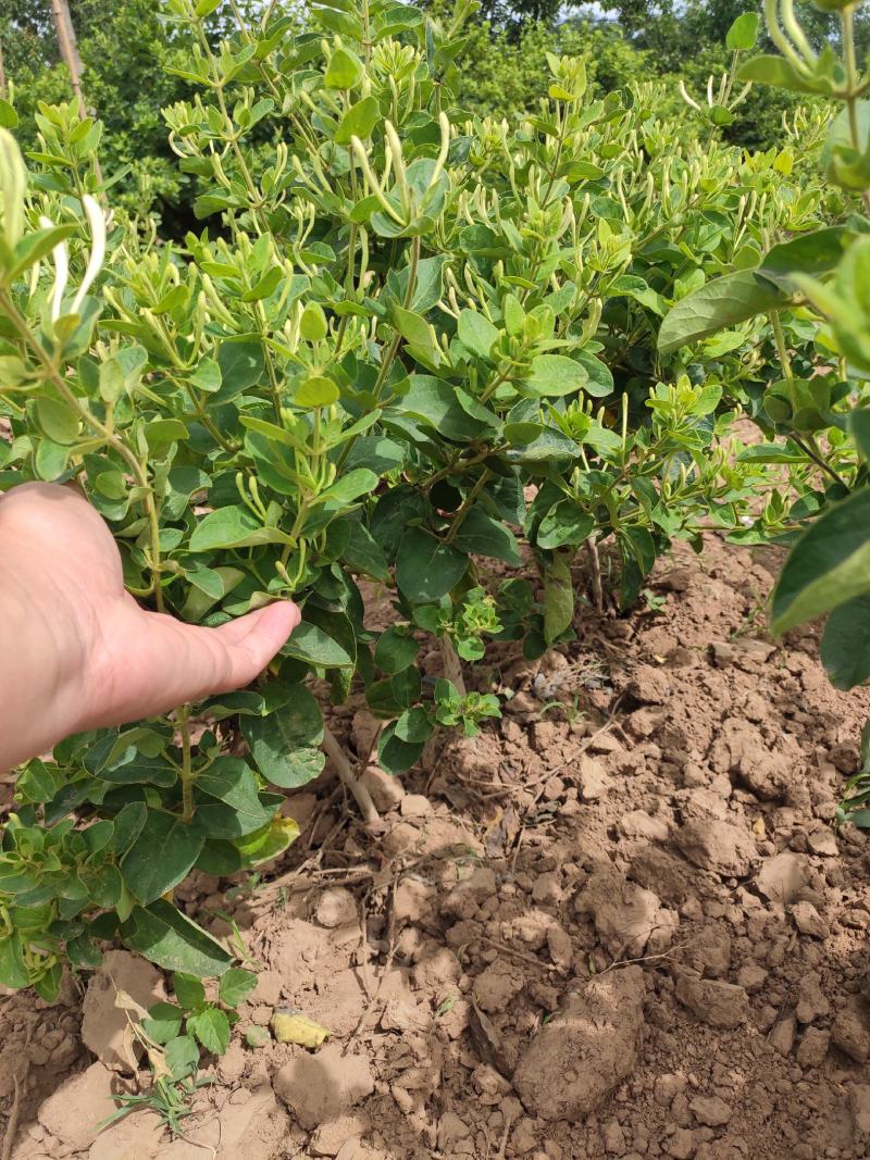 金银花苗木河北巨鹿巨花一号四季树型金银花苗