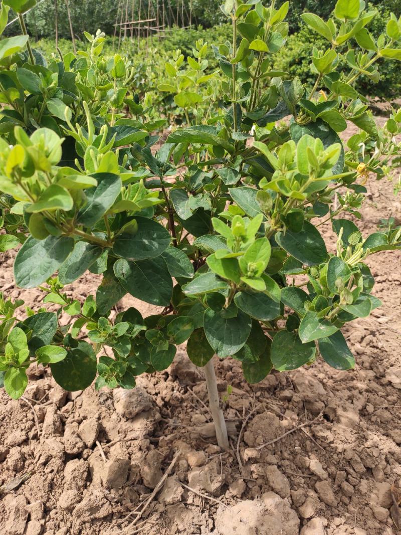 金银花苗木河北巨鹿巨花一号四季树型金银花苗