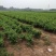 金银花苗木河北巨鹿巨花一号四季树型金银花苗