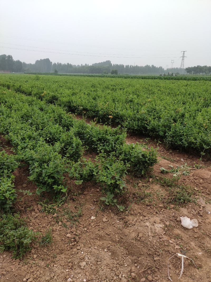 金银花苗木河北巨鹿巨花一号四季树型金银花苗