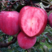 苹果树中秋王苹果红肉苹果美八苹果维纳斯苹果